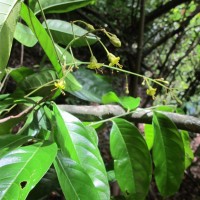 Harpullia arborea (Blanco) Radlk.